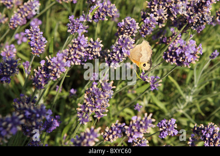 Meadow Brown Butterfly (Maniola jurtina) sur lavande pourpre Banque D'Images