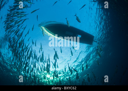 Glasbottom Bateau sur banc de caranges, Caranx sexfasciatus, Tulamben, Bali, Indonésie Banque D'Images