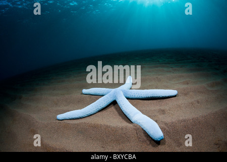 L'étoile bleue sur le sable, Linckia laevigata, Alam Batu, Bali, Indonésie Banque D'Images