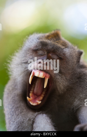 Longtailed le macaque, Macaca fascicularis, Bali, Indonésie Banque D'Images