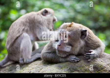 Longtailed épouillage macaque, Macaca fascicularis, Bali, Indonésie Banque D'Images