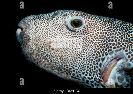 Arothron stellatus Star, Puffer, Phuket, Thailand Banque D'Images