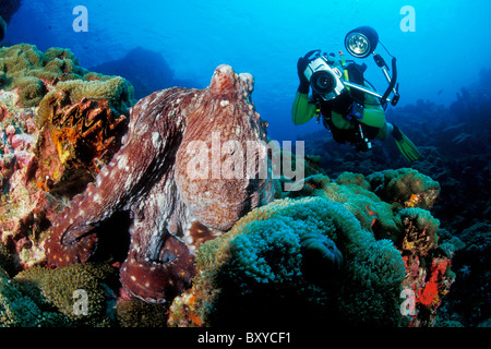 Scuba Diver prises photos de poulpe, Octopus cyanea, îles Similan, Thaïlande Banque D'Images