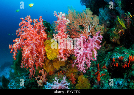 Coloful, récifs coralliens, îles Similan en Thaïlande Banque D'Images