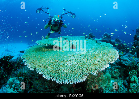 Scuba Diver prises photos de Table Coral, Acropora sp., îles Similan, Thaïlande Banque D'Images