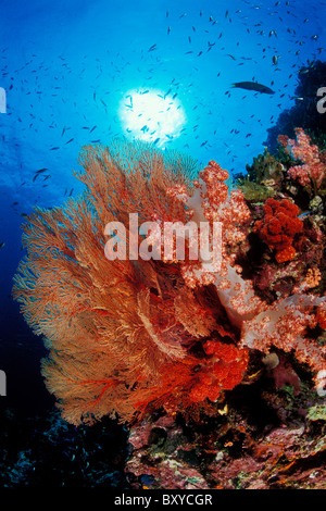 Coloful, récifs coralliens, îles Similan en Thaïlande Banque D'Images