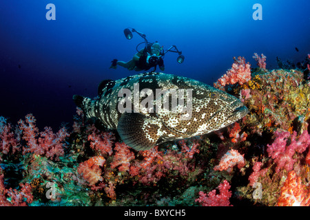 Scuba Diver prend des photos de Malabar Grouper, Epinephelus malabaricus, îles Similan, Thaïlande Banque D'Images