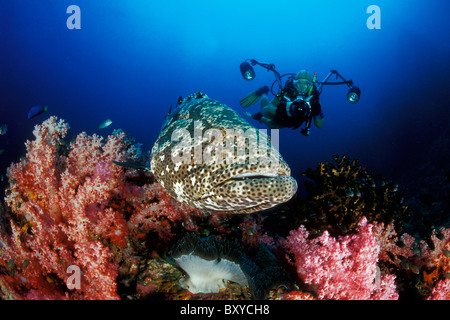 Scuba Diver prend des photos de Malabar Grouper, Epinephelus malabaricus, îles Similan, Thaïlande Banque D'Images