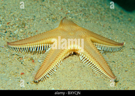 Astropecten aranciacus, étoile de mer peigne, Marsa Alam, Red Sea, Egypt Banque D'Images