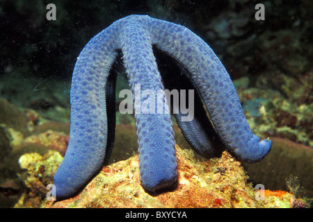 L'Étoile Bleue, Linckia laevigata, Mabul, Bornéo, Malaisie Banque D'Images