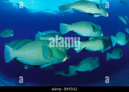 Banc de poissons perroquets, Bumphead Bolbometopon muricatum, Sipadan, Bornéo, Malaisie Banque D'Images