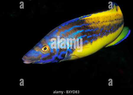 Cuckoo Wrasse, Labrus bimaculatus, Vis, Istrie, Adriatique, Croatie Banque D'Images