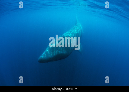 En fondant le requin, Cetorhinus maximus, Piran, Slovénie, la mer Adriatique Banque D'Images