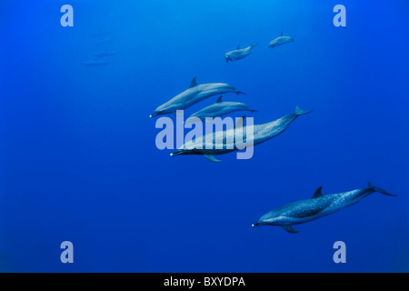 Groupe de dauphins tachetés, Stenella attenuata, Big Island, Hawaii, USA Banque D'Images