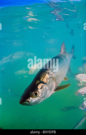 Megalops atlanticus, Tarpon atlantique, Islamorada, Florida Keys, USA Banque D'Images