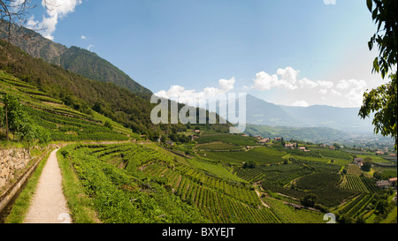 Venosta vignes Trentin-Haut-Adige Trento Italie Tyrol du Sud Banque D'Images