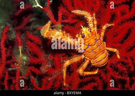 À rayures bleu Squat Lobster, Galathea strigosa, Dalmatie, Sušac, Mer Adriatique, Croatie Banque D'Images