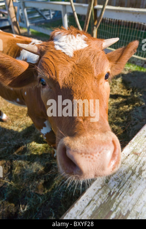 Vache Guernsey close-up, Florida, USA Banque D'Images