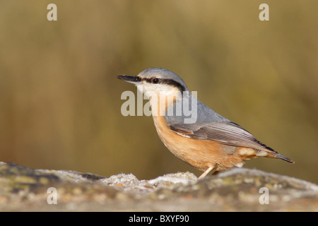 (Sitta europaea Sittelle européen) adulte, perché sur le mur de pierre, frosty Bosherston, Pays de Galles, Royaume-Uni Banque D'Images