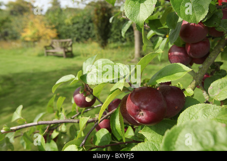 Bluebell Cottage Gardens, en Angleterre. Au début de l'automne vue de pommes dans Bluebell Cottage Gardens orchard. Banque D'Images