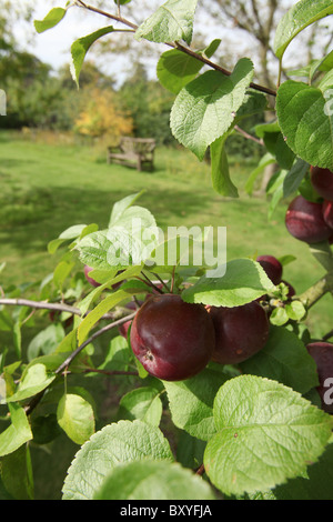 Bluebell Cottage Gardens, en Angleterre. Au début de l'automne vue de pommes dans Bluebell Cottage Gardens orchard. Banque D'Images