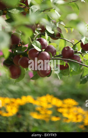 Bluebell Cottage Gardens, en Angleterre. Au début de l'automne vue de pommes dans Bluebell Cottage Gardens orchard. Banque D'Images