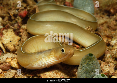 L'anguille du ruban blanc, Pseudechidna brummeri, Triton Bay, en Papouasie occidentale, en Indonésie Banque D'Images