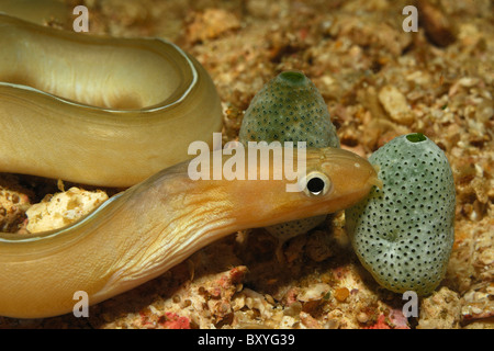 L'anguille du ruban blanc, Pseudechidna brummeri, Triton Bay, en Papouasie occidentale, en Indonésie Banque D'Images