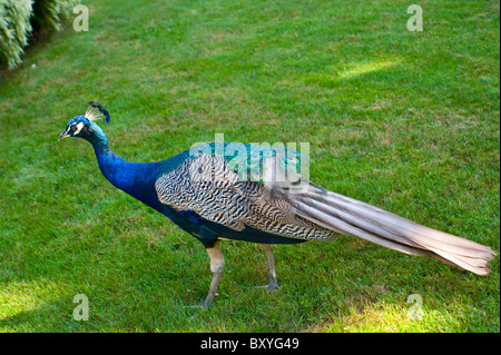 Bleu canard Banque D'Images