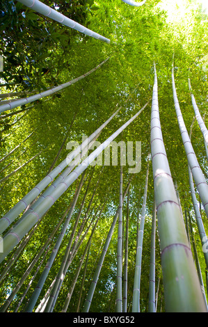 Cannes de bambou Phyllostachys Pubescens Gramineae Banque D'Images