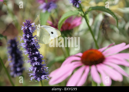 Tatton RHS, Cheshire. Vue rapprochée d'un papillon blanc du chou dans le jardin 'affichage Tatton ERS UN Banquet pour les oiseaux". Banque D'Images