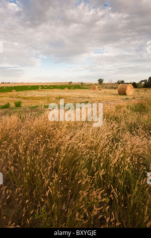 Bottes de paille sur terrain Banque D'Images