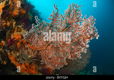 Seafan rouge sur les récifs coralliens, Solenocaulon akalyx, Raja Ampat, Papouasie occidentale, en Indonésie Banque D'Images