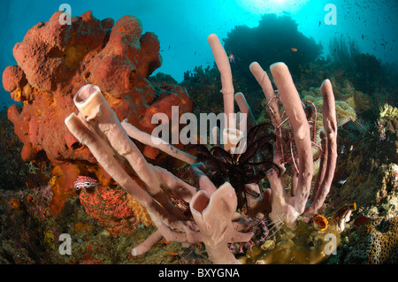 Barrière de Corail à Raja Ampat, Papouasie occidentale, en Indonésie Banque D'Images