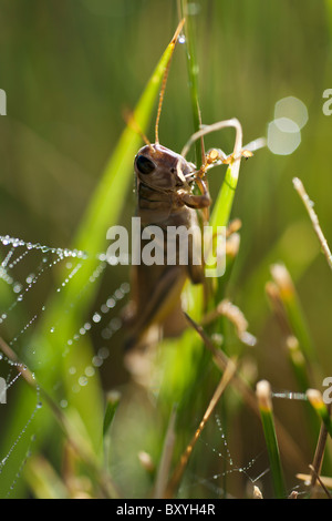 Sauterelle sur brin d'herbe Banque D'Images