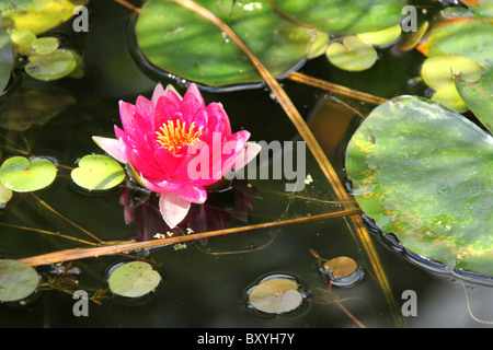 Le Frêne pleureur, le jardin de l'Angleterre. Vue d'été d'un nénuphar rose en pleine floraison au frêne pleureur Jardins. Banque D'Images