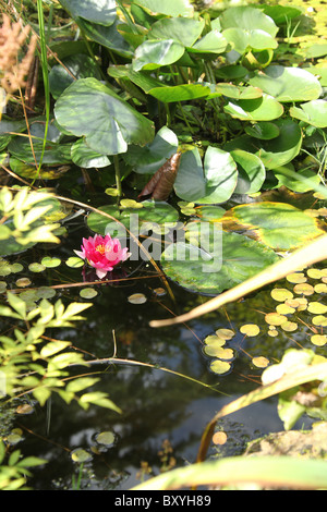 Le Frêne pleureur, le jardin de l'Angleterre. Vue d'été d'un nénuphar rose en pleine floraison au frêne pleureur Jardins. Banque D'Images