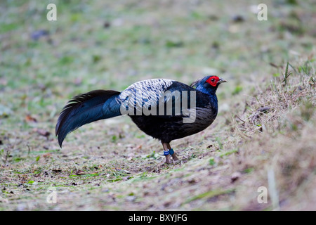 Faisan Kalij (Lophura leucomelanos) mâle. Banque D'Images