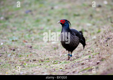 Faisan Kalij (Lophura leucomelanos) mâle. Banque D'Images