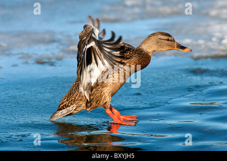 Canard colvert femelle landing on frozen lagoon-Victoria, Colombie-Britannique, Canada. Banque D'Images