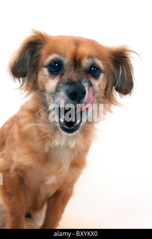 Dog on white background studio avec langue Banque D'Images