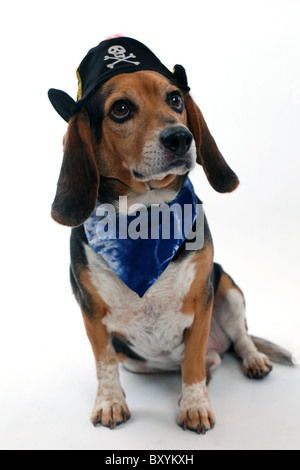 Un drôle de chien beagle dans un costume de pirate à la recherche sur le côté Banque D'Images