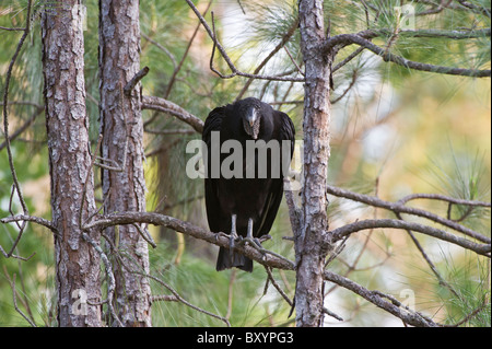 Urubu noir sur une branche d'arbre, Floride USA Banque D'Images