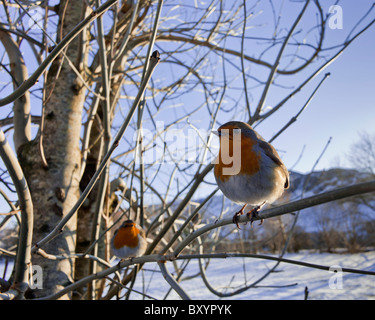 Robins sur la branche d'un arbre. Banque D'Images