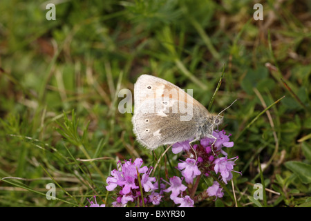 Grand Papillon Heath, Coenonympha tullia scotica, d'alimentation sur le thym dans West Perthshire Banque D'Images