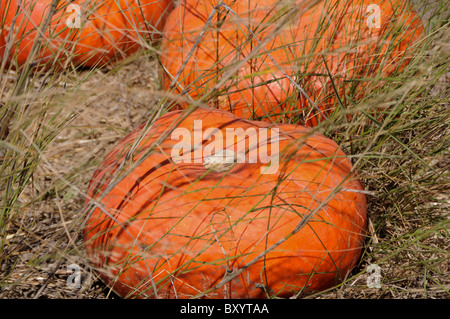 Pumpkins in Grass Banque D'Images