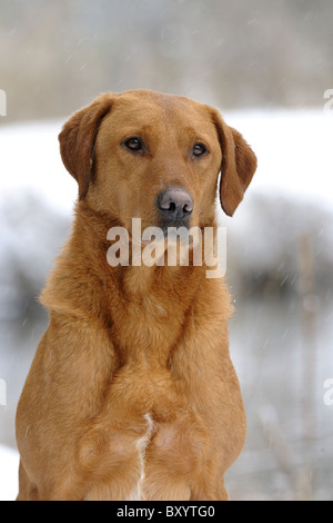 Red Fox Labrador Retriever dans la neige sur un tournage jour Banque D'Images