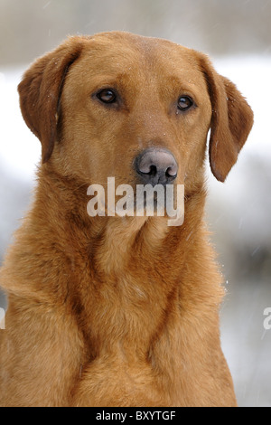 Red Fox Labrador Retriever dans la neige sur un tournage jour Banque D'Images