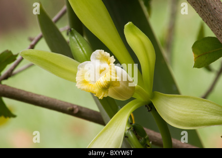 Close-up of Vanilla planifolia plante et fleurs Banque D'Images