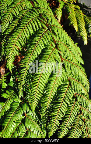 Fougères indigènes dans les jardins botaniques de Christchurch, Christchurch, Canterbury, île du Sud, Nouvelle-Zélande Banque D'Images